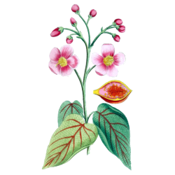 Urucum Bixa Roucou Bio en gélules