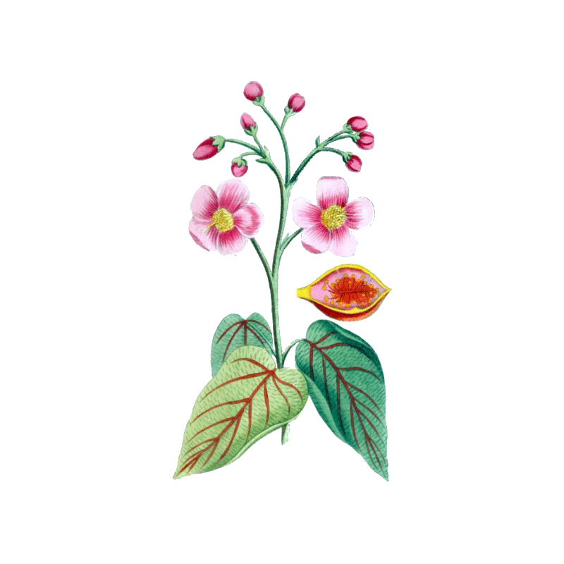 Urucum Bio en gélules (Bixa orellana - graines)