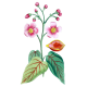 Urucum Bixa Roucou Bio en gélules