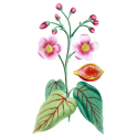 Urucum Bixa Roucou Bio en gélules
