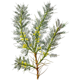 Astragale Bio en gélules (Astragalus membranaceus)