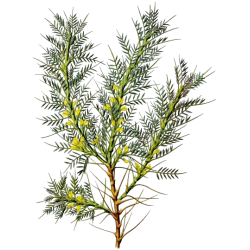 Astragale racine Bio en gélules