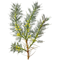 Astragale racine Bio en gélules