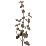 Ballote bio en gélules (Ballota nigra)