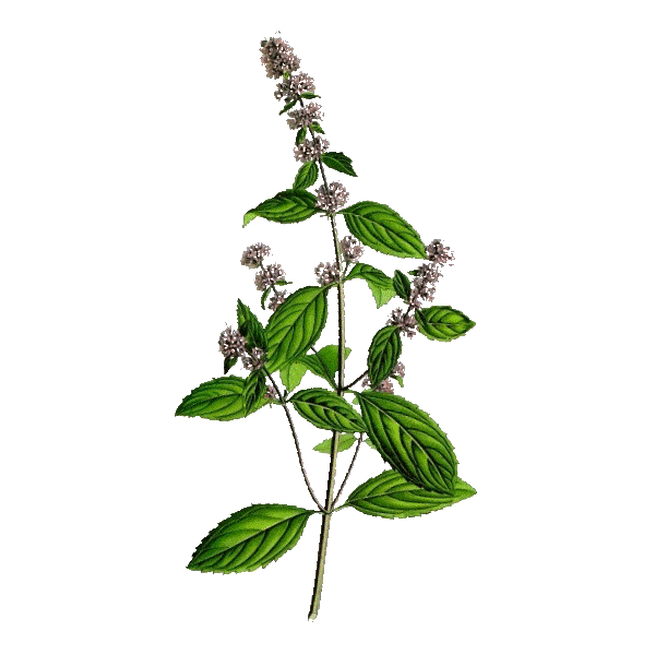 Menthe Poivrée Bio en gélules - ABC de la Nature, votre herboristerie