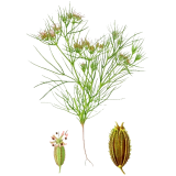 Huile essentielle de Cumin (Cuminum cyminum)
