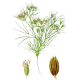 Huile essentielle Cumin