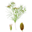 Huile essentielle Cumin