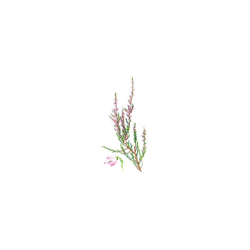 Bruyère Bio en gélules, voies urinaires (Calluna vulgaris)