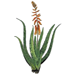Aloe Vera BIO extrait en gélules