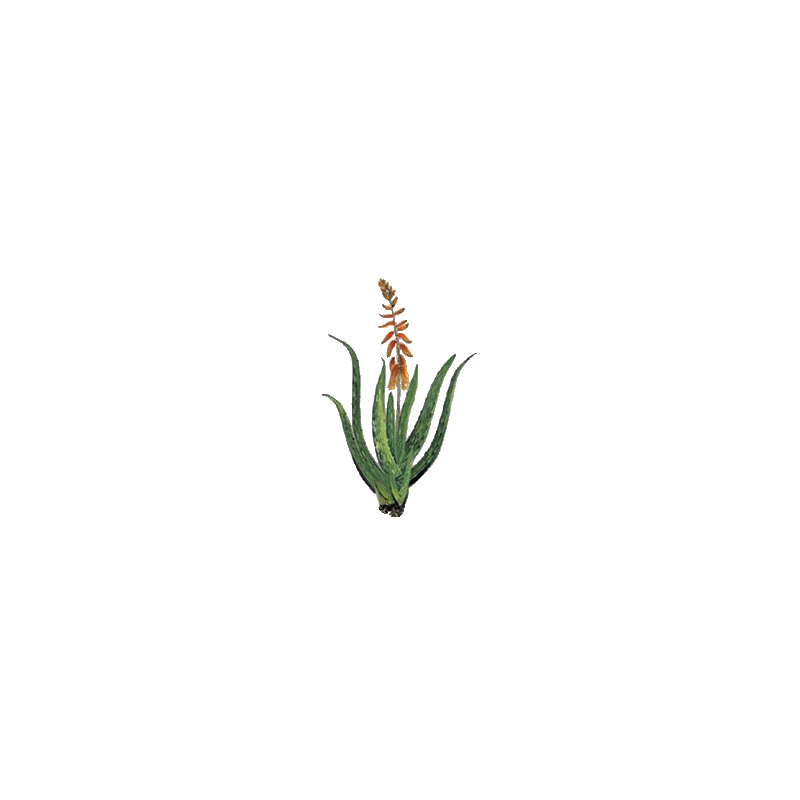 Aloe vera bio extrait en gélules - détoxination