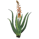 Aloe Vera BIO extrait en gélules