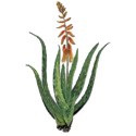 Aloe Vera BIO extrait en gélules