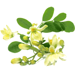 Moringa Bio extrait 10:1 en gélules *
