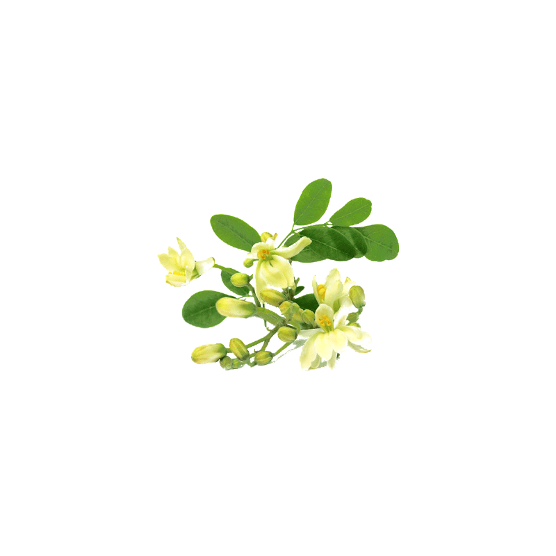 Moringa Bio en gélules - Défenses immunitaires