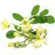 Moringa Bio extrait 10:1 en gélules *