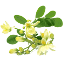 Moringa Bio extrait 10:1 en gélules *