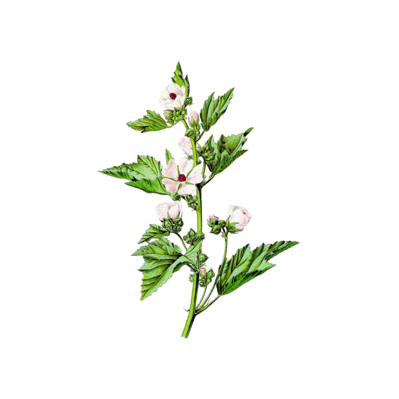 Hochet de Guimauve pour bébés et enfants (Althaea officinalis)