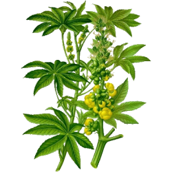 Huile végétale Ricin Vierge bio