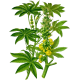 Huile végétale Ricin Vierge bio