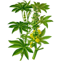 Huile végétale Ricin Vierge bio