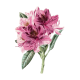 Huile essentielle Rhododendron Bio*