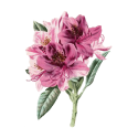 Huile essentielle Rhododendron Bio*