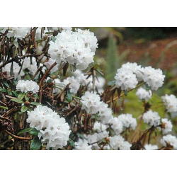 Rhododendron bio (Rhododendron anthopogon)