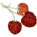 Cétones de Framboise en gélules