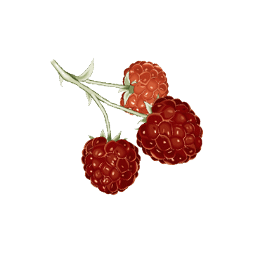 Cétones de Framboise en gélules
