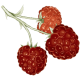 Cétones de Framboise en gélules