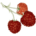 Cétones de Framboise en gélules