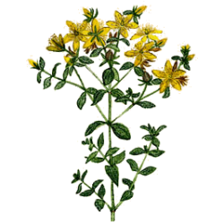 Millepertuis