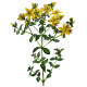 Millepertuis