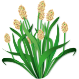 Psyllium blond bio en gélules (Plantago ovata)