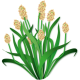 Psyllium blond BIO en gélules