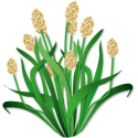 Psyllium blond BIO en gélules