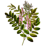 Reglisse Bio en gélules (Glycyrrhiza glabra)