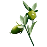 Huile végétale vierge de Jojoba Bio*