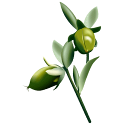 Huile végétale Jojoba Vierge