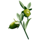 Huile végétale Jojoba Vierge