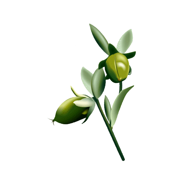 Huile végétale vierge de Jojoba BIO