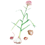 Ail BIO en gélules (Allium sativum)