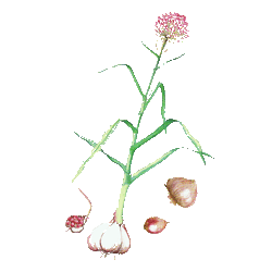 Ail bulbe BIO en gélules