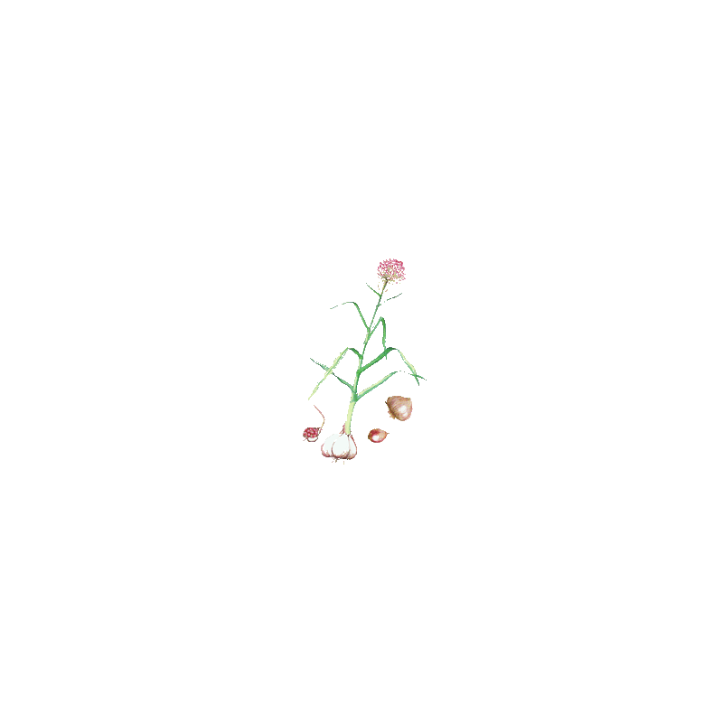 Ail BIO en gélules (Allium sativum)