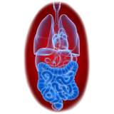 Balai Intestinal mélange en gélules Régénération
