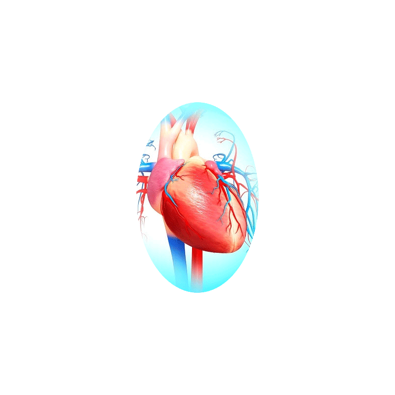 Cardiocool mélange en gélules Régénération