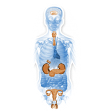 Glandes-Endocrines mélange en gélules Régénération
