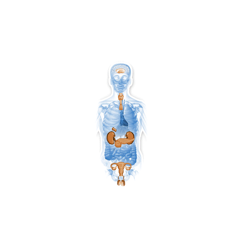 Glandes-Endocrines mélange en gélules Régénération