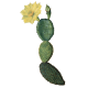 Nopal Bio en gélules